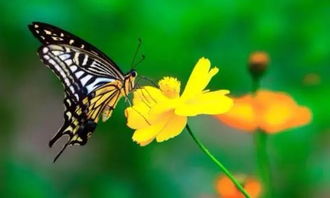 像蚂蚁一样工作，像蝴蝶一样生活 蚂蚁群中的人生智慧