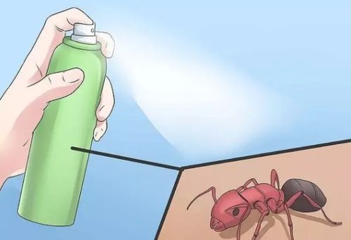 彻底消除家中蚂蚁群的综合策略与步骤