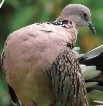 蚂蚁浴 动物界的奇妙清洁术