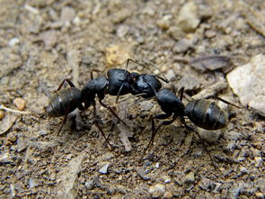 微观世界的战争艺术 蚂蚁族群间的激烈博弈