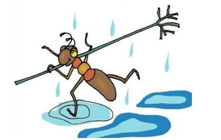 香水能驱蚁还是灭蚁？揭秘其对蚂蚁群的实际效果