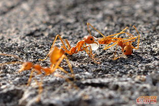 蚂蚁军团的力量 微小生命创造的伟大奇迹