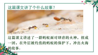 生命的壮歌 蚂蚁群