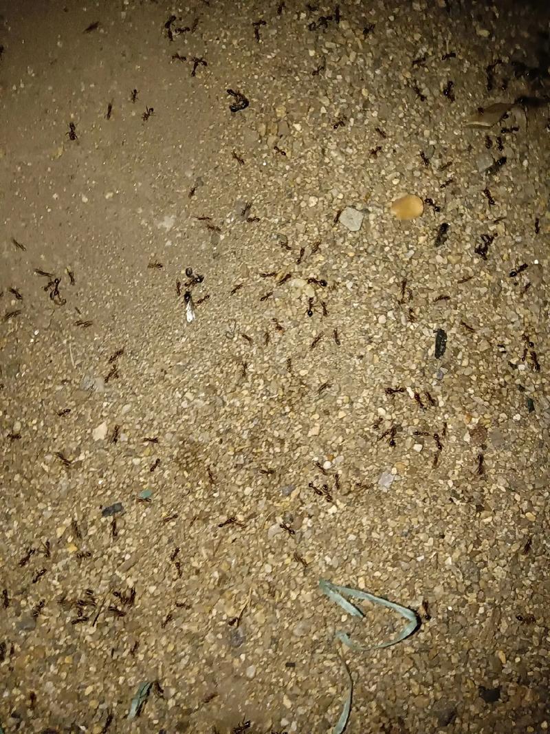 遗憾的凉夜 一个踩蚂蚁窝的夜晚